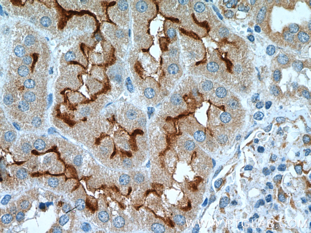 IHC staining of human kidney using 18987-1-AP