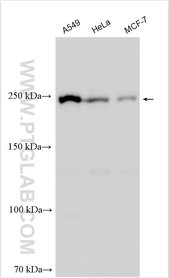 Western Blot (WB) analysis of various lysates using DOCK9 Polyclonal antibody (18987-1-AP)