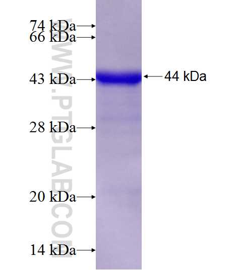 DOCK9 fusion protein Ag20347 SDS-PAGE