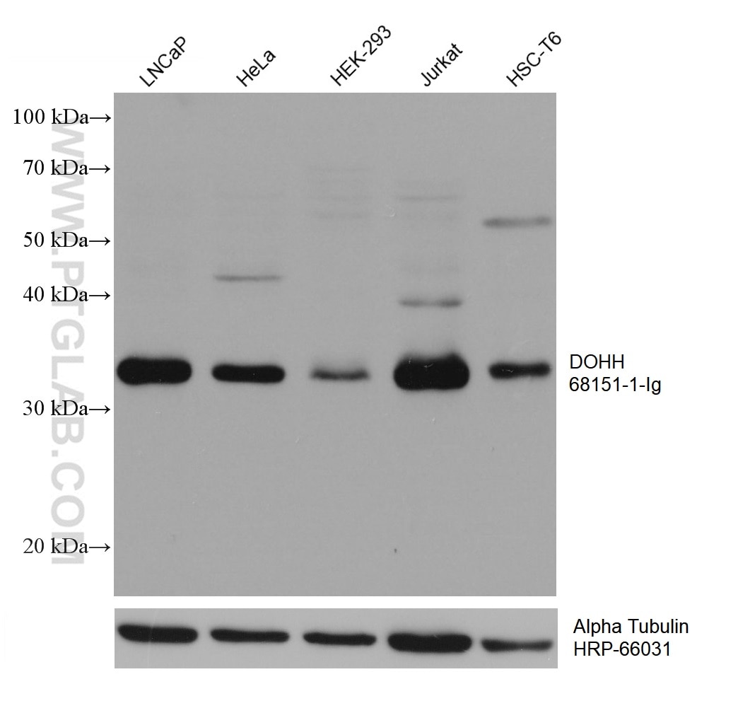 Western Blot (WB) analysis of various lysates using DOHH Monoclonal antibody (68151-1-Ig)