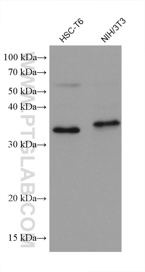 Western Blot (WB) analysis of various lysates using DOHH Monoclonal antibody (68151-1-Ig)