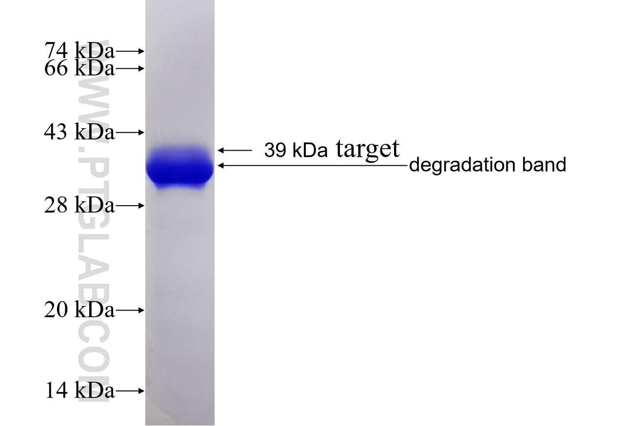DOHH fusion protein Ag13041 SDS-PAGE