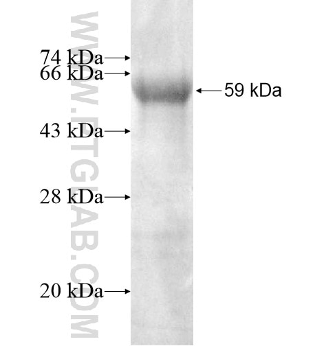 DOHH fusion protein Ag13072 SDS-PAGE