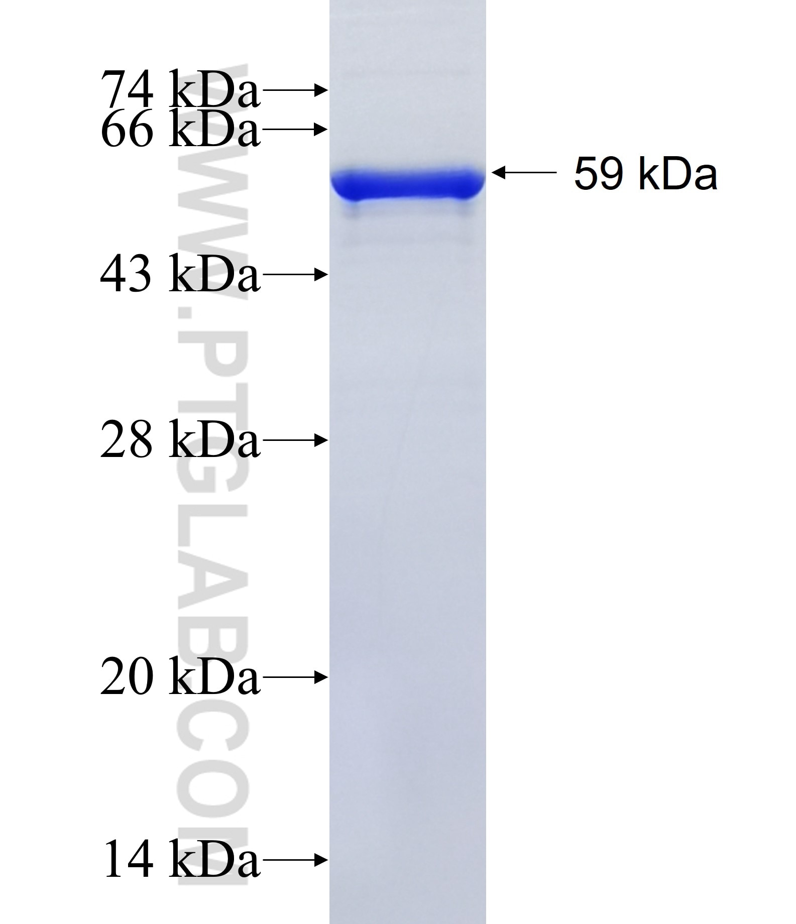 DOHH fusion protein Ag13072 SDS-PAGE