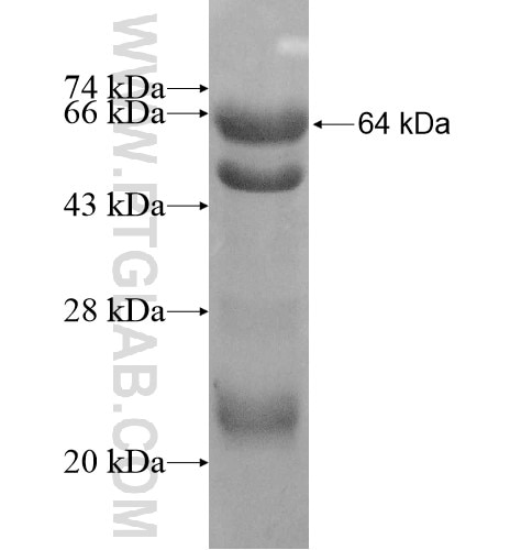 DOK1 fusion protein Ag12189 SDS-PAGE