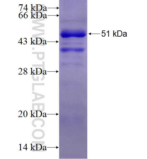 DOK2 fusion protein Ag5356 SDS-PAGE