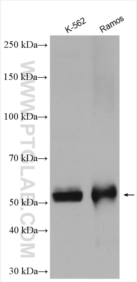 Western Blot (WB) analysis of various lysates using DOK3 Polyclonal antibody (15749-1-AP)