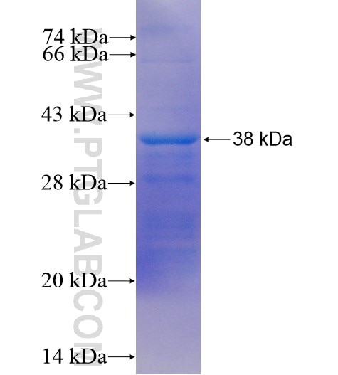 DOK3 fusion protein Ag8237 SDS-PAGE