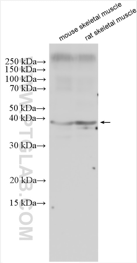 Western Blot (WB) analysis of various lysates using DOK4 Polyclonal antibody (10481-2-AP)