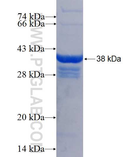 DOK4 fusion protein Ag0734 SDS-PAGE