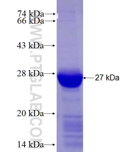 DOK5 fusion protein Ag27718 SDS-PAGE