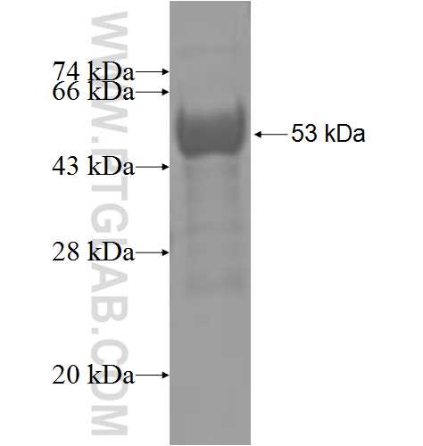 DOK6 fusion protein Ag5254 SDS-PAGE
