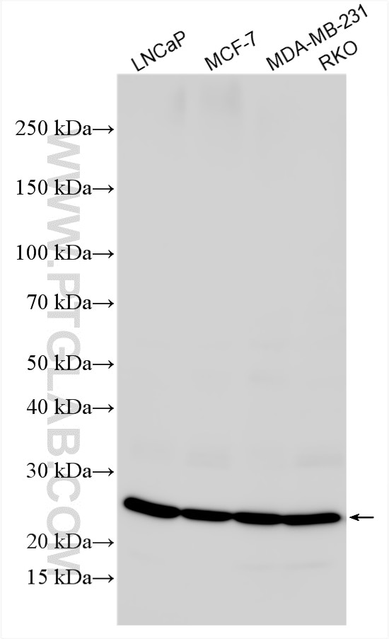 WB analysis using 34200-1-AP (same clone as 34200-1-PBS) Western Blot (WB) analysis of various lysates using DOLPP1 Polyclonal antibody (34200-1-AP)