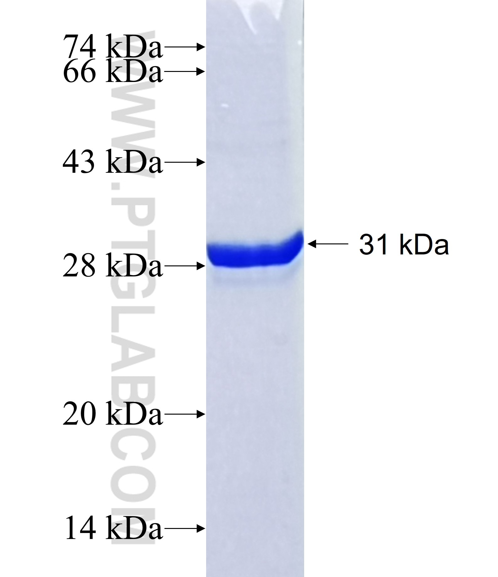 DOLPP1 fusion protein Ag40783 SDS-PAGE