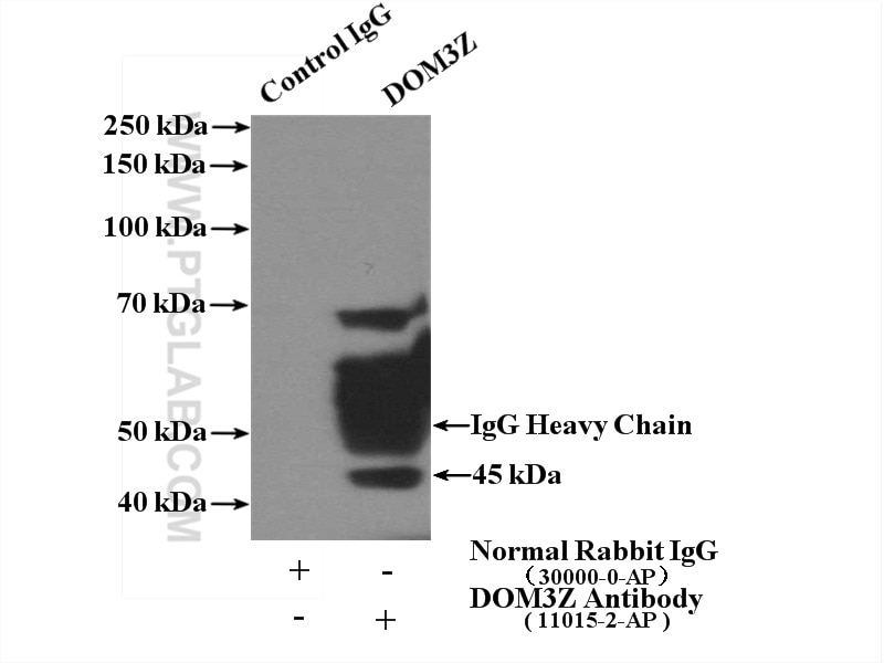 Immunoprecipitation (IP) experiment of mouse testis tissue using DOM3Z Polyclonal antibody (11015-2-AP)
