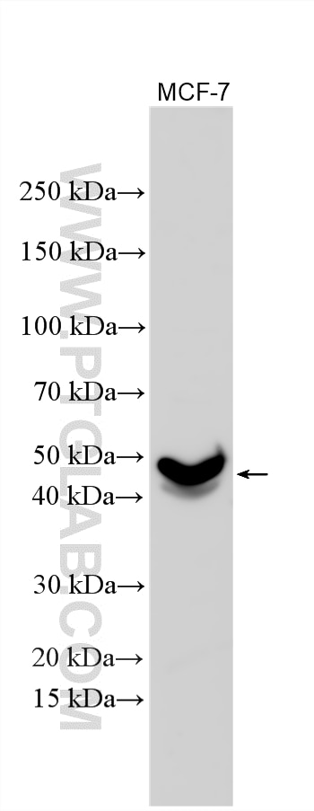 Various lysates were subjected to SDS PAGE followed by western blot with 11015-2-AP (DOM3Z antibody) at dilution of 1:1000 incubated at room temperature for 1.5 hours. Western Blot (WB) analysis of various lysates using DOM3Z Polyclonal antibody (11015-2-AP)