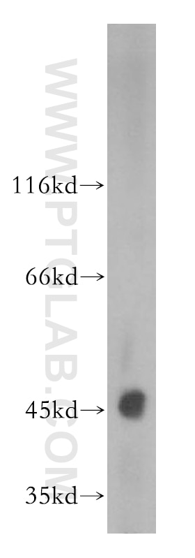 Western Blot (WB) analysis of mouse testis tissue using DOM3Z Polyclonal antibody (11015-2-AP)