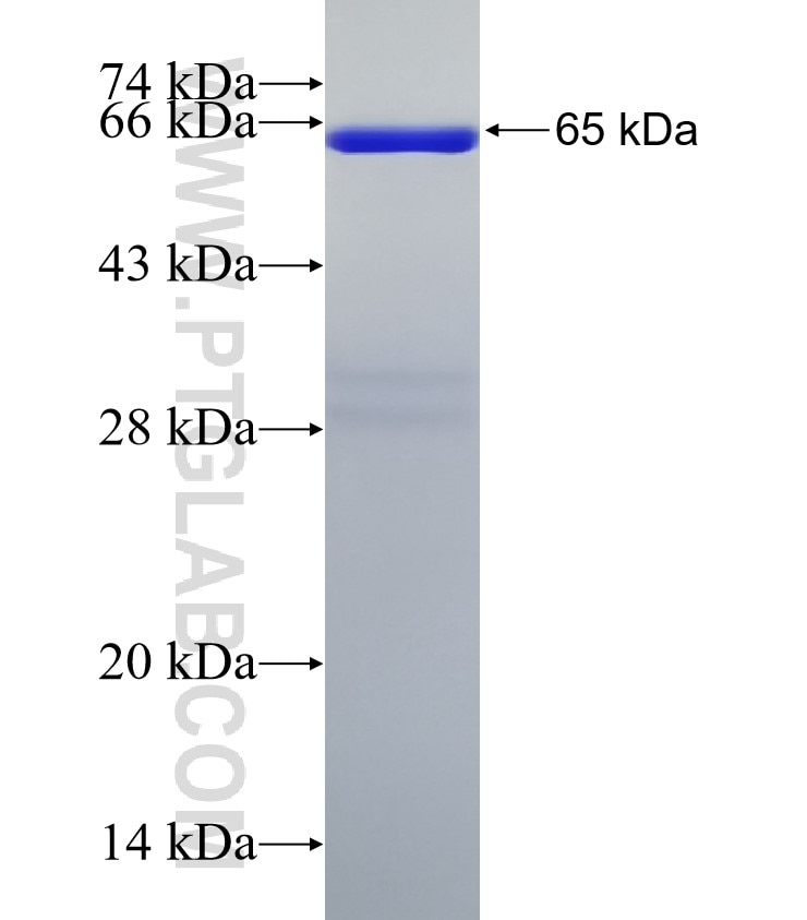 DOM3Z fusion protein Ag1491 SDS-PAGE