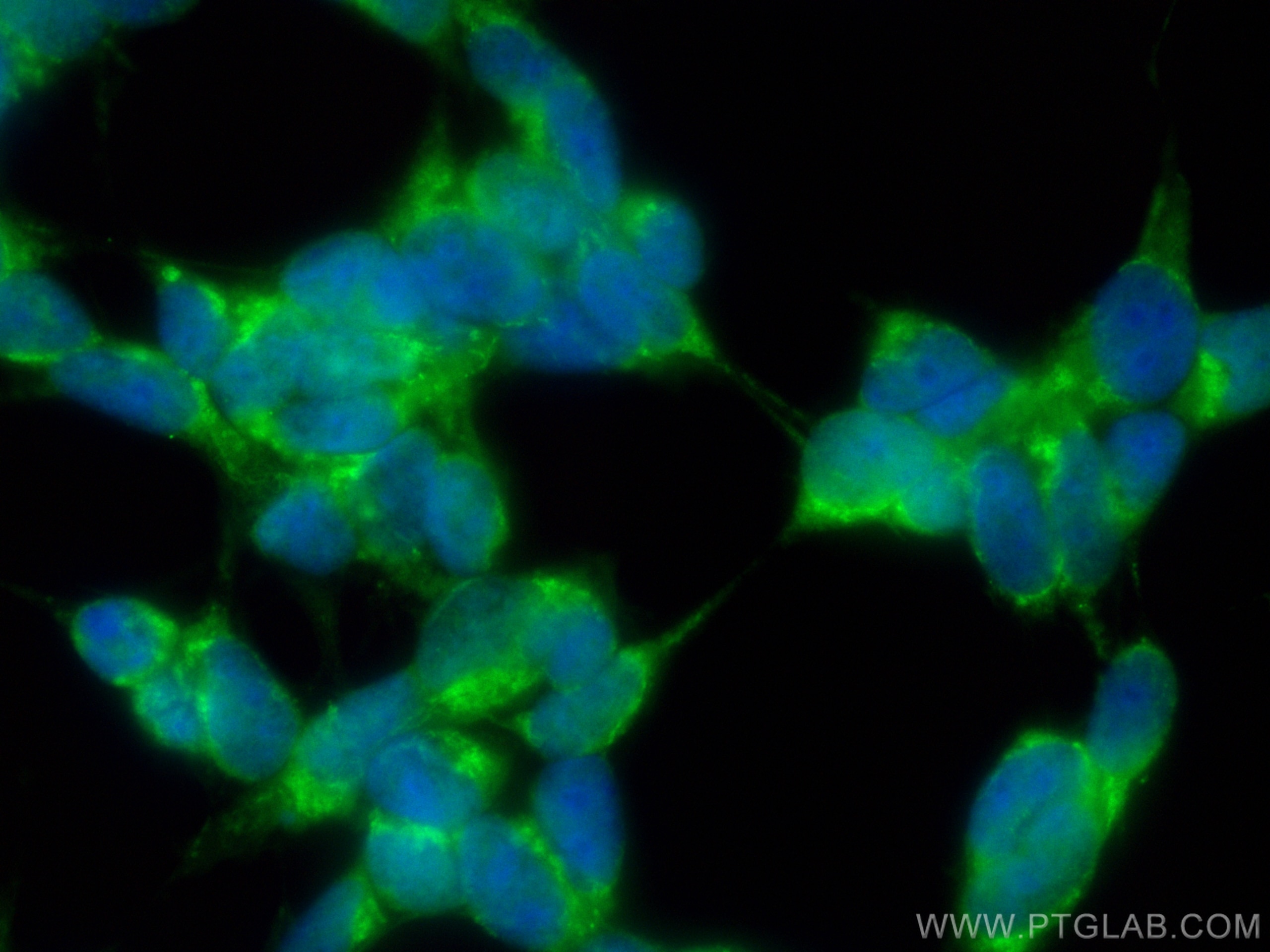 Immunofluorescence (IF) / fluorescent staining of SH-SY5Y cells using CoraLite® Plus 488-conjugated DOPA decarboxylase P (CL488-10166)