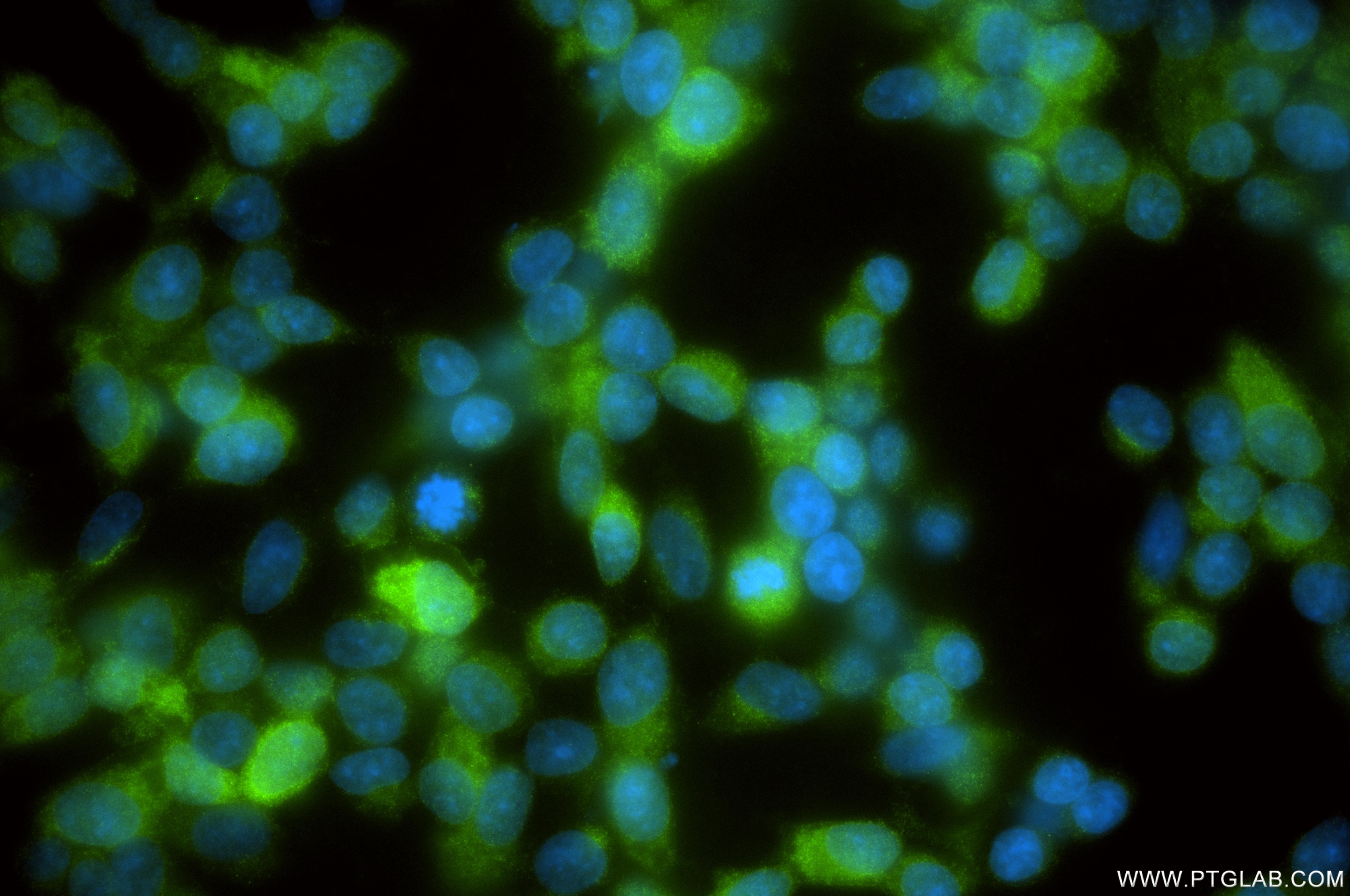 Immunofluorescence (IF) / fluorescent staining of SH-SY5Y cells using DOPA decarboxylase/DDC Recombinant monoclonal anti (85811-2-RR)