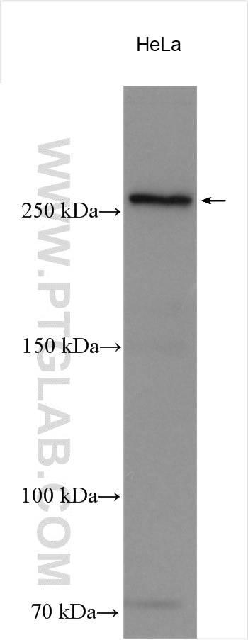 Western Blot (WB) analysis of various lysates using DOPEY1 Polyclonal antibody (25569-1-AP)
