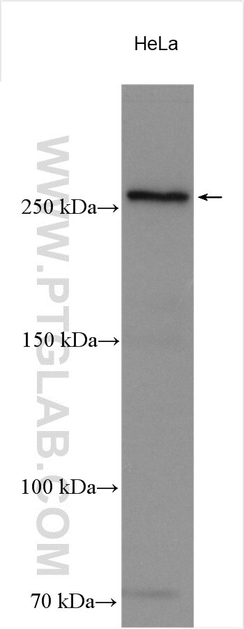 Western Blot (WB) analysis of various lysates using DOPEY1 Polyclonal antibody (25569-1-AP)