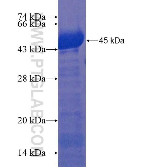 DOPEY1 fusion protein Ag22244 SDS-PAGE