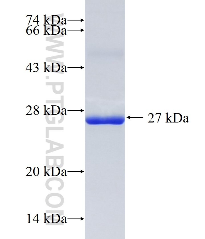 DOT1L fusion protein Ag27160 SDS-PAGE