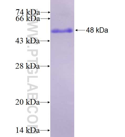 DOT1L fusion protein Ag27229 SDS-PAGE