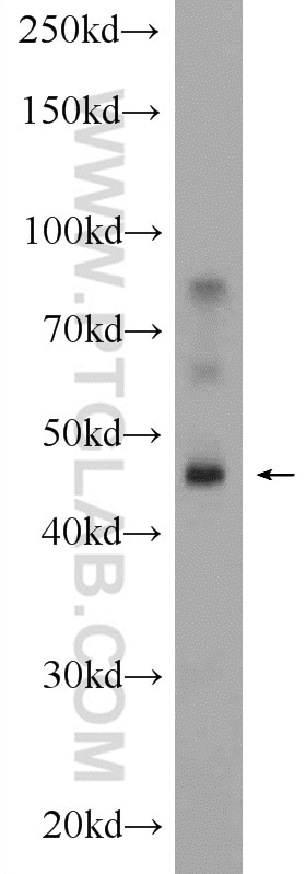 Western Blot (WB) analysis of mouse liver tissue using DPEP1 Polyclonal antibody (12222-1-AP)