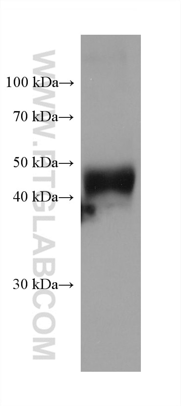 Western Blot (WB) analysis of rat pancreas tissue using DPEP1 Monoclonal antibody (68081-1-Ig)