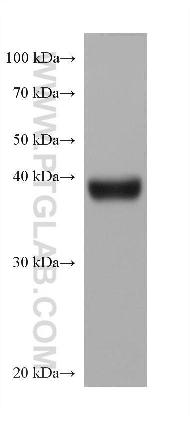 Western Blot (WB) analysis of pig pancreas tissue using DPEP1 Monoclonal antibody (68081-1-Ig)