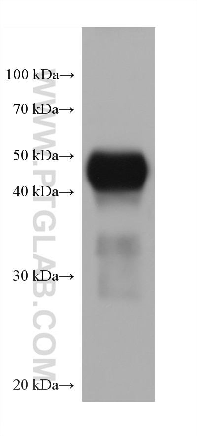 Western Blot (WB) analysis of human testis tissue using DPEP1 Monoclonal antibody (68081-1-Ig)