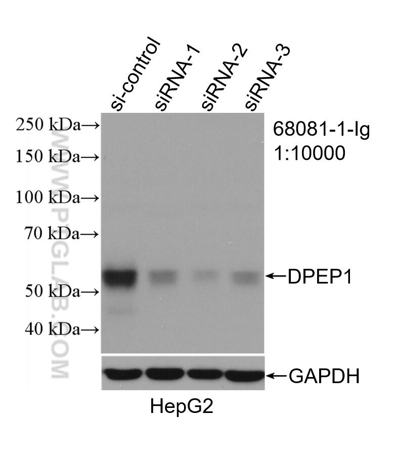 Western Blot (WB) analysis of HepG2 cells using DPEP1 Monoclonal antibody (68081-1-Ig)