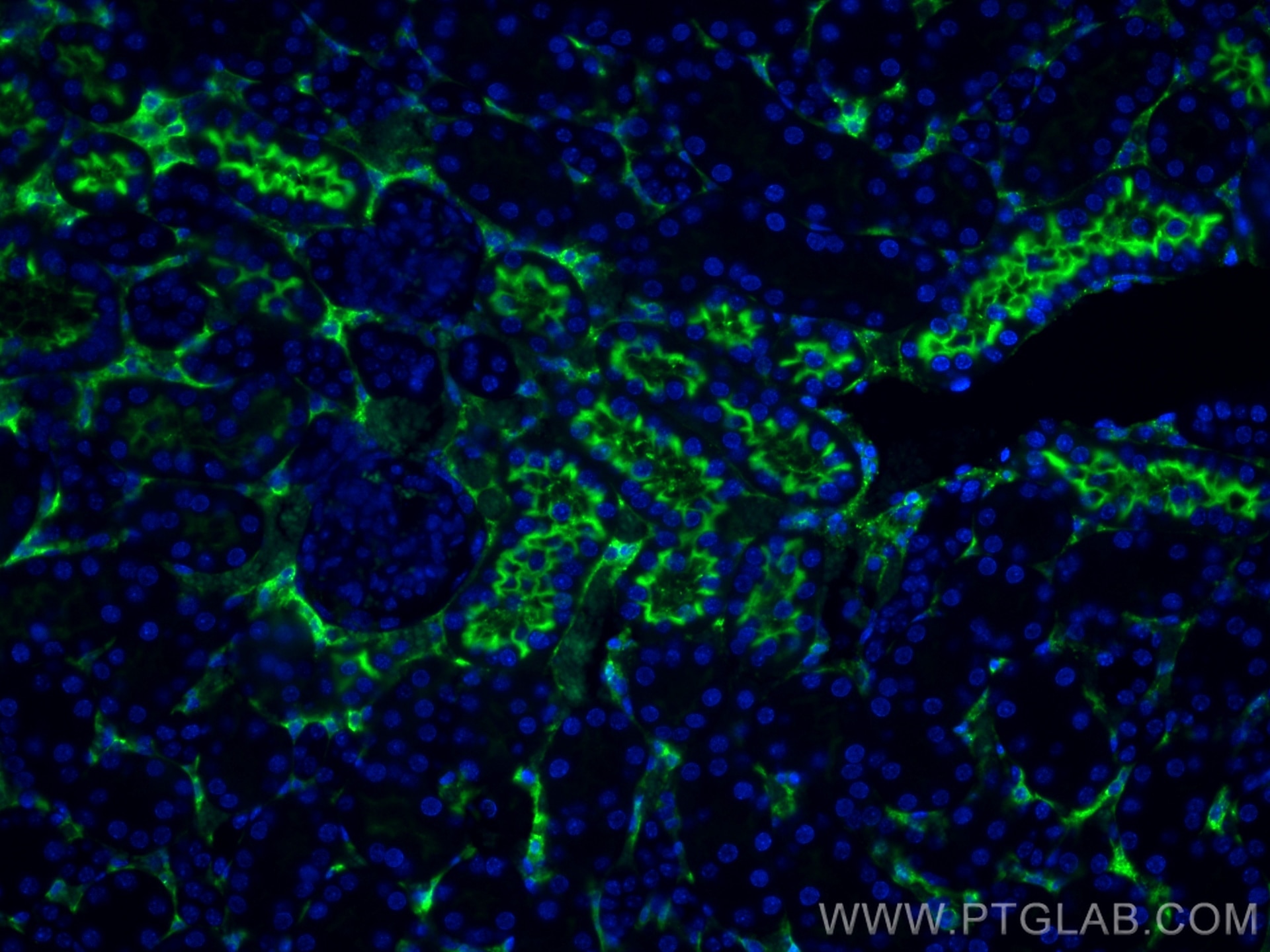 Immunofluorescence (IF) / fluorescent staining of mouse kidney tissue using CoraLite® Plus 488-conjugated DPEP1 Monoclonal ant (CL488-68081)