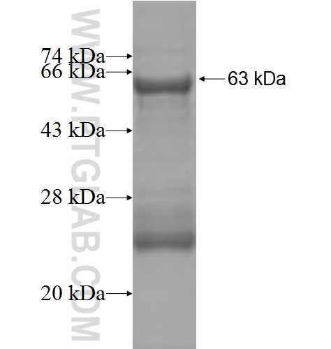 DPEP2 fusion protein Ag9545 SDS-PAGE