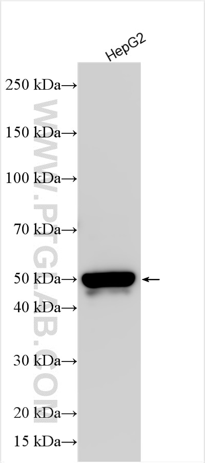 Western Blot (WB) analysis of various lysates using DPEP3 Polyclonal antibody (31585-1-AP)