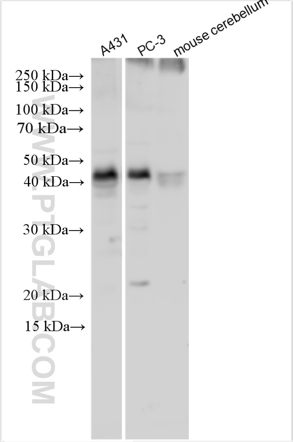 Western Blot (WB) analysis of various lysates using DPF1 Polyclonal antibody (21769-1-AP)