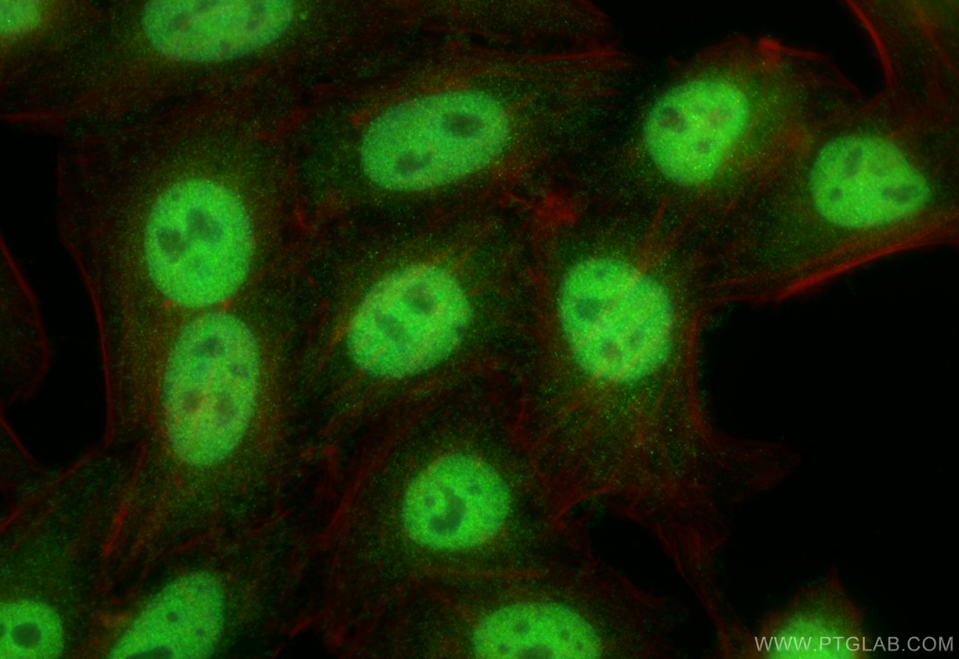 Immunofluorescence (IF) / fluorescent staining of HepG2 cells using DPF2 Polyclonal antibody (12111-1-AP)
