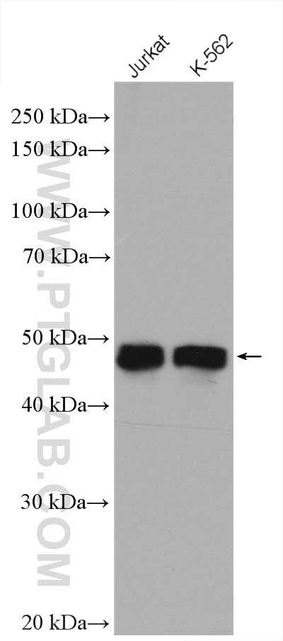Western Blot (WB) analysis of various lysates using DPF2 Polyclonal antibody (12111-1-AP)