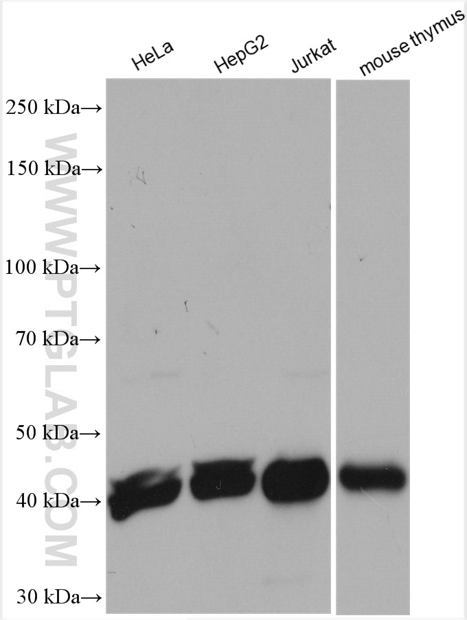 Western Blot (WB) analysis of various lysates using DPF2 Polyclonal antibody (12111-1-AP)