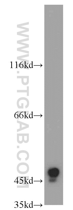 Western Blot (WB) analysis of Y79 cells using DPF2 Polyclonal antibody (12111-1-AP)