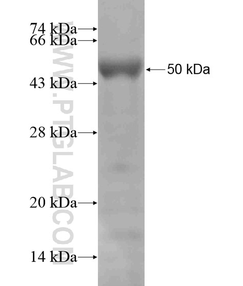 DPF2 fusion protein Ag19249 SDS-PAGE
