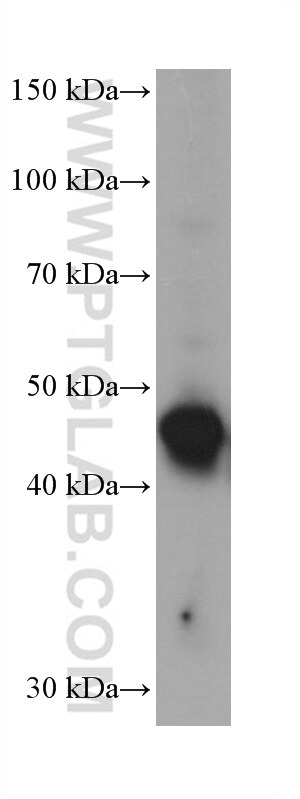 Western Blot (WB) analysis of Jurkat cells using DPF3 Monoclonal antibody (68646-1-Ig)