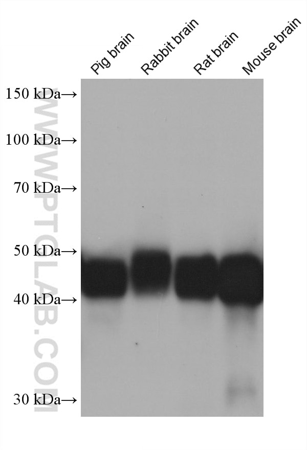 Western Blot (WB) analysis of various lysates using DPF3 Monoclonal antibody (68646-1-Ig)