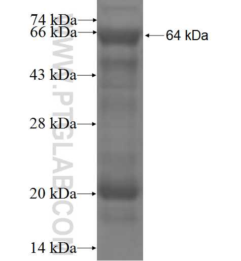 DPF3 fusion protein Ag5345 SDS-PAGE