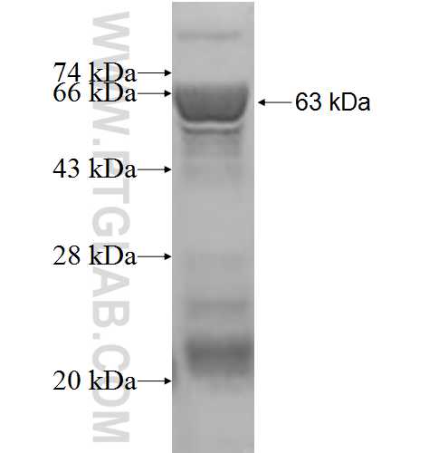 DPH2 fusion protein Ag3042 SDS-PAGE