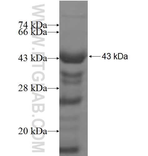 DPH2 fusion protein Ag7019 SDS-PAGE