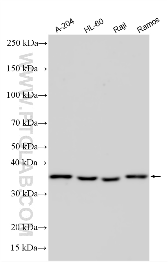 Western Blot (WB) analysis of various lysates using DPH5 Polyclonal antibody (33922-1-AP)