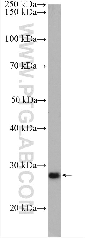 Western Blot (WB) analysis of HepG2 cells using DPM1 Polyclonal antibody (12403-2-AP)